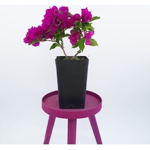 1 Adet Koyu Pembe Renk Begonvil Çiçeği Fidanı 80-110 Cm Saksılı/tüplü Çiçekli Bodur Bitkiler Dark Pink Bougainvillea