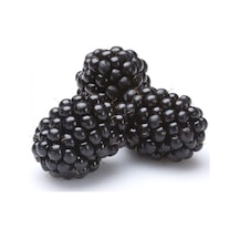 Tüplü Bol Verimli Boysenberry Böğürtlen  Fidanı