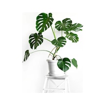 Videolu Deve Tabanı 1 Adet Saksılı/ Tüplü 40-60cm Ev Ofis Salon Bitkisi Monstera Deliciosa