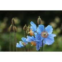 250 Adet Tohum Nadir Mavi Gelincik Çiçeği Tohumu Organik Bahçe Mavi Gelincik Saksı Toprak