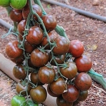 Nadir Black Cherry Domates Tohumu 15 Tohum 1 Paket