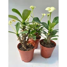 Euphorbia Milii Sarı Dikenler Tacı Çiçeği 3 Adet 8.5cm Saksıda