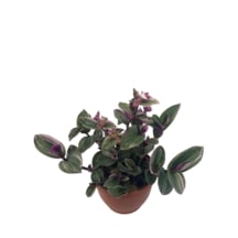 Telgraf Çiçeği Saksılı 10-15cm