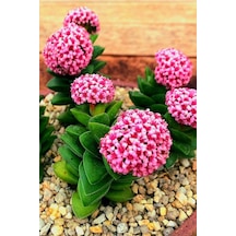Mum Hoya Çiçeği Iç Mekan Ve Balkonda Bakılır Minik 5.5cm /şuan Çiçeksizdir