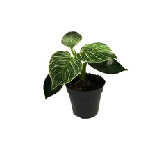Philodendron birkin - Ev Ve Ofis Bitkisi N11.4855