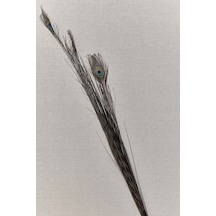 Pasabahce Peacock 136 Cm - 1 Adet Cok Renkli