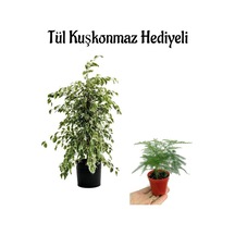 Parlak Yapraklı Alacalı Benjamin Bitkisi Anneler Gününe Özel Tül Kuşkonmaz Hediyeli