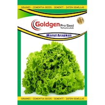 Goldgen Arapkızı Marul Tohumu 1 Paket