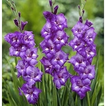 Gladiolus Charisma Mojito Glayör Çiçeği Soğanı 2 Adet 1 Adet