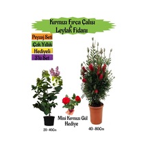 Kırmızı Fırça Çalısı+kokulu Mor Leylak Fidanı+mini Kırmızı Gül Peyzaj Seti