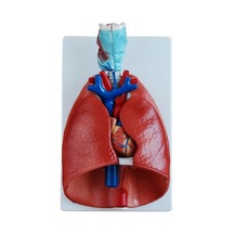 Ece-Eğitim Girtlak (Larenks) Kalp Akciğer Modeli 7 Parça