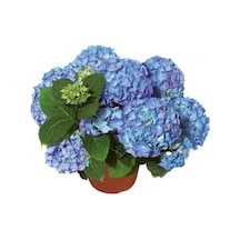 Ortanca Çiçeği Hydrangea Mavi 40 Cm Ev Bitkisi Ofis Bitkisi Bahçe Bitkisi