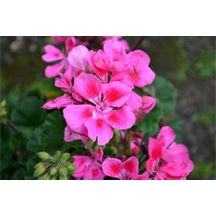Pembe Sakız Sardunya Çiçeği Fidanı 10-20 Cm