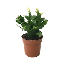 Schlumbergera 'White' (Yılbaşı Çiçeği) Ø8,5 CM Y15-20 CM