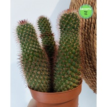 Mammillaria Spinosissima Group 1 Adet