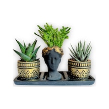 Haworthia 3'lü Sukulent Seti Helen Siyah & Gold Seri