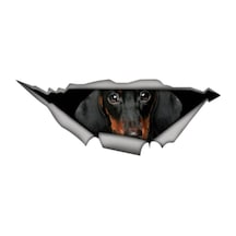 Dachshund Cinsi Köpek Araba Sticker Yapıştırması
