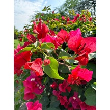 Begonvil Sarmaşığı-kırmızı Bougainvillea