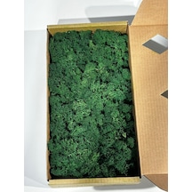 Reindermoss Şoklanmış Norveç Yosunu Terarium Yosunu Forest Green 5 Kg.