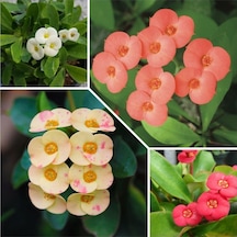 Nura Botanik 4 Adet Dikenler Tacı Sarı-kırmızı-pembe-beyaz Doğa Flora