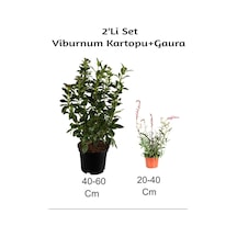 Çok Avantajlı Viburnum Kartopu+ Gaura Çiçeği 2'li Set Dış Mekan Bitkisi