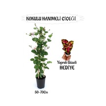 Mis Kokulu Hanımeli Çiçeği 1 Adet+kırmızı Yeşil Yaprak Güzeli Hediye Peyzaj Seti