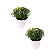 Kasımpatı Chrysanthemum 2 Li Set 20-25cm Sarı
