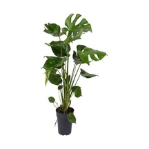 Videolu Deve Tabanı Bitkisi 1 Adet Saksılı 60-90cm Iç Mekan Salon Ofis Bitkisi Monstera Deliciosa