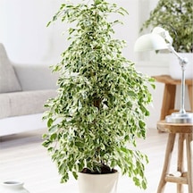 Benjamin Ficus Starlightt