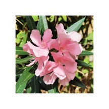 Zakkum Çiçeği Fidanı Pembe 10-20 Cm