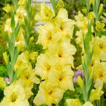 Gladiolus Bnova Lux Sarı Glayör Çiçeği Soğanı 2 Adet