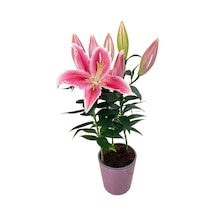 Lilium 'sunny Robyn' Lilyum Çiçeği