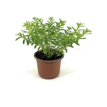 Kufeya Beyaz Çiçekli 20-25 Cm