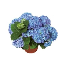 Mavi Ortanca Saksılı 35 Cm
