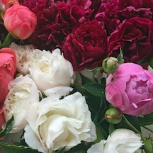 Mixed Color Peony Karışık Renkli Şakayık Çiçeği Yumrusu 3 Adet
