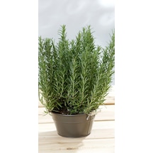 Biberiye Fidanı - Rosmarinus Officinalis 2 Yaşında Tüplü