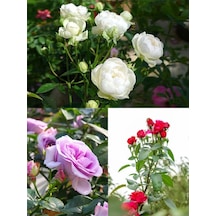 Videolu Yediveren Kırmızı Beyaz Lila Çeşitli 3 Adet 25 60 Cm Saksılı/tüplü Red LWhite Rose