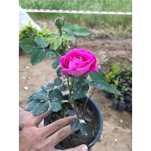 Pembe Gül Fidanı 10-25 Cm