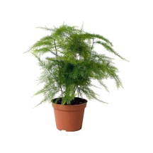 Asparagus Setaceus - Tül Çiçeği - Kuşkonmaz - Ev Ofis Salon Iç Mekan Bitkisi
