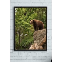 Pster9975 Ayı Hayvan Çerçeveli Tablo 2 40x50cm 7/8 Yaş
