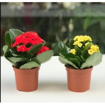 Kalanşo Çiçeği Renkli Kalanşo Çiçeği 2 Adet 10-20 Cm