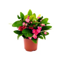 Dikenler Tacı Euphorbia Millii Saksı Çapı 12 Cm Ev Bitkisi Ofis Bitkisi Salon Bitkisi Dikenler Tacı