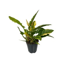 Philodendron 'Ring Of Fire' Ø14 CM Y25-30 CM