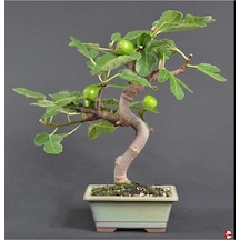 Bonsai Yeşil Incir Ağacı Tohumu Yetiştirme Kiti