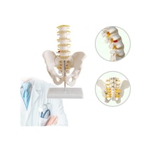 Omurga Pelvis Maketi Model 25