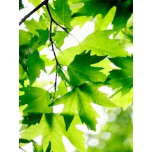 Videolu Çınar Ağacı Fidanı 70-90 Cm Saksılı Çiçekli Bodur Bitkiler Sycamore Tree