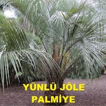 Yünlü Jöle Palmiye Tohumu 2 Adet Tohum