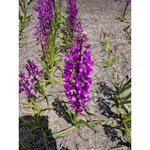 Dogal Salep Fidanı 25 Adet