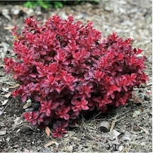 Kadın Tuzluğu Berberis Fidanı 20-40 Cm