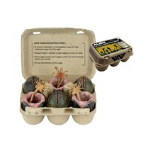 Alien: Xenomorph Egg Set of 6 in Collectible Carton